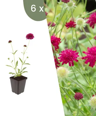 Produktbild von Plants by Frank | 6 Witwenblume Pflanzen | Knautia Macedonica | Stauden | Winterhart | Mehrjährig | Gartenpflanzen