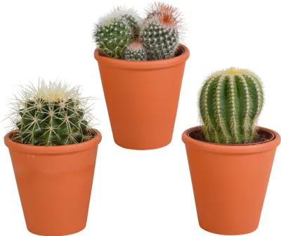 Produktbild von Bolcactus Mix 8,5 Cm | 3 Stück