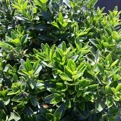 Produktbild von Dago Garden 3x Spindelstrauch Microphyllus | Euonymus japonicus | Immergrün Winterhart | Buchsbaum-Ersatz Heckenpflanze | ca. 15 cm P9