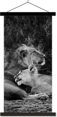 Produktbild von MuchoWow® Textilposter Löwen - Schwarz - Wilde Tiere 60x120 cm mit schwarzem Rahmen - Magnete