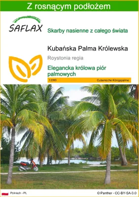 Zdjęcie produktu dla SAFLAX - Kubańska Palma Królewska - 8 Nasiona - Z podłożem uprawowym wolnym od zarazków - Roystonia regia