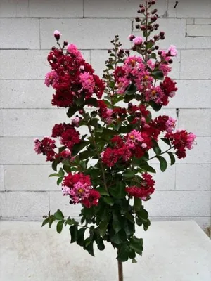 Produktbild von Hochstamm Chinesische Kräuselmyrte Dynamite - Lagerstroemia indica Dynamite