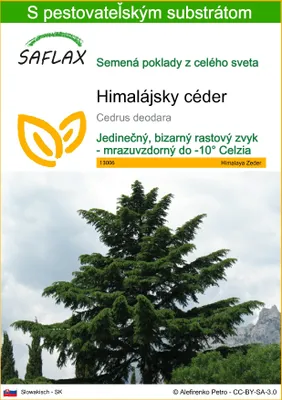 Obrázok produktu pre SAFLAX - himalájsky céder - Cedrus deodara - 35 Semená - S pestovateľským substrátom bez klíčkov