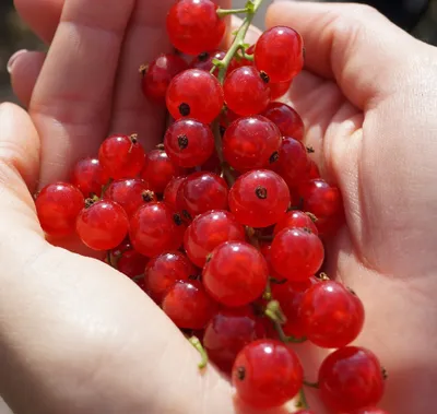 Produktbild von Rote Johannisbeere `Jonkheer van Tets´  - Fußstamm - 100-120cm im Topf