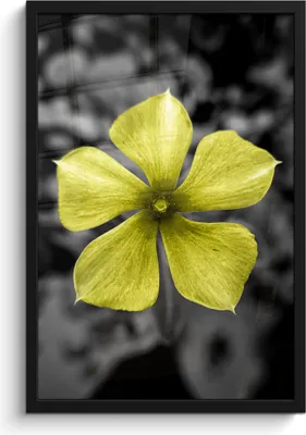 Produktbild von MuchoWow® MuchoWow® Gerahmtes Poster Blumen - Gelb - Schwarz - Weiß 40x60 cm - Poster mit zchwarzem Bilderrahmen - Papierdruck - Wandbilder