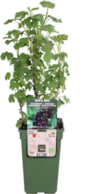 Produktbild von Jostabeere / Jochelbeere 60-70 cm Ribes jostaberry