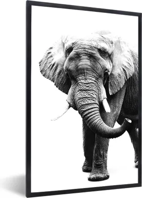 Produktbild von MuchoWow® Gerahmtes Poster Elefant vor weißem Hintergrund - schwarz und weiß 60x90 cm - Poster mit Schwarzem Bilderrahmen Wandposter Rahmen Foto Bilder - Kunst