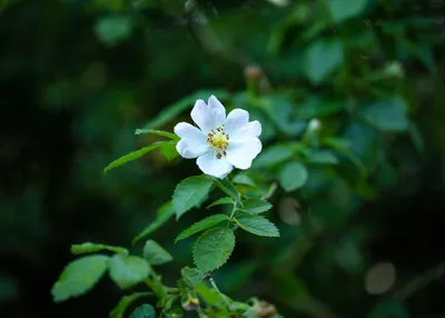 Produktbild von Rosa multiflora, Vielblütige Rose, 40–60 cm