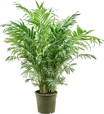 Obrázek produktu pro Nieuwkoop Europe BV Chamaedorea elegans, průměr 23 cm