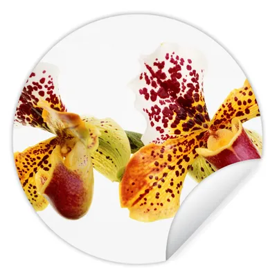 Produktbild von MuchoWow® Runde Wandtattoo - Wandsticker Tapete Aufkleber Orange Orchidee Ø 30 cm Selbstklebend und Repositionierbar - Wandaufkleber - Kreis - Wandbild - Fototapete - Selbstklebend - Dekoration - Wandschmuck - Schlafzimmer
