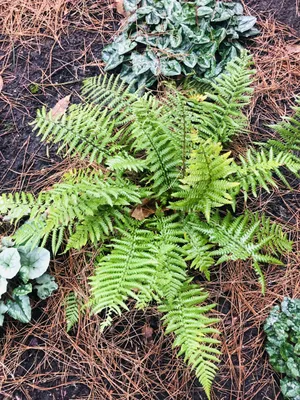 Produktbild von 6 x Dryopteris affinis - Goldschuppenfarn - Topf 9 x 9 cm