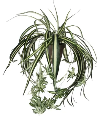 Produktbild von Mica Chlorophytum im Topf grün, 45 x 45 cm