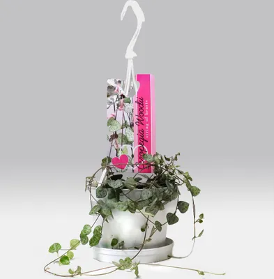 Produktbild von BALDUR Garten 1x Leuchterblume Ceropegia, Pflanze im 11 cm-Topf, Grünpflanze, mehrjährig - frostfrei halten, pflegeleicht, Ceropegia woodii, außergewöhnliche Blätter, Zimmerpflanzen-Rarität