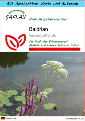 Produktbild von SAFLAX - Geschenk Set - Heilpflanzen - Baldrian - 200 Samen - Mit Geschenk- / Versandbox, Versandaufkleber, Geschenkkarte und Anzuchtsubstrat - Valeriana officinalis