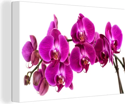 Produktbild von MuchoWow® - Leinwandbilder - Die blühenden violetten Orchideen, Wandbild, Wanddeko Bilder Wohnzimmer, 30x20 cm