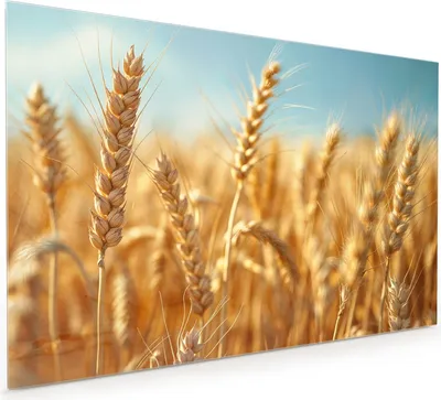 Produktbild von Küchenrückwand Spritzschutz Glas mit Motiv Weizenfeld 40 x 40 cm