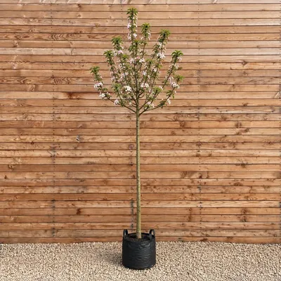 Produktbild von Apfel 'James Grieve' Hochstamm 250-300 cm, Stammumfang 10-12 cm - Malus domestica Hochstamm