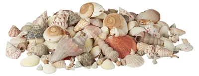 Produktbild von Relaxdays Muschel Deko im Set, XL-Mix mit großen Meeresschnecken, Herzmuscheln, maritime Tischdeko zum Basteln 2kg, bunt