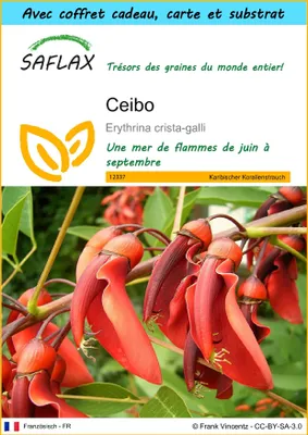 Image de SAFLAX Ensemble-cadeau - Ceibo - 6 graines - Erythrina