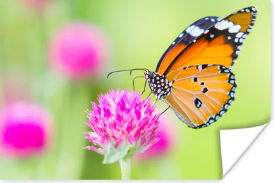 Produktbild von MuchoWow® Poster Insekten - Schmetterlinge - Blumen 120x80 cm - Bilder
