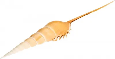 Produktbild von Tibia fusus, Größe ca.15-20cm | Spindelschnecke