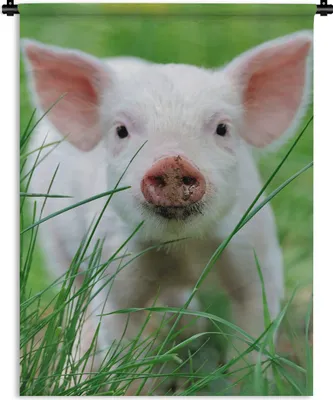 Produktbild von MuchoWow® Wandteppich Wandbehang Schwein - Tiere - Groß 90x120 cm Tapisserie Dekoration Wandtuch - Wanddeko