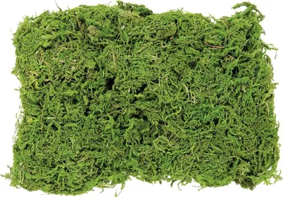 Produktbild von Glorex Natürliches Bastelmoos, weich und grün, 50 Gramm für Floristik und Modellbau
