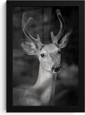 Produktbild von MuchoWow® MuchoWow® Gerahmtes Poster Tierprofil Hirsche in schwarz und weiß 20x30 cm - Poster mit zchwarzem Bilderrahmen - Drucken - Bilder Poster im Rahmen