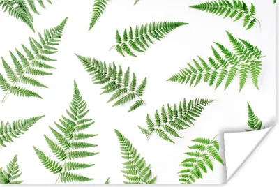 Produktbild von MuchoWow® Poster Tropisch - Farn - Grün 120x80 cm - Bilder