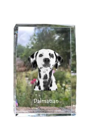 Immagine prodotto di Art-Dog Cornice portafoto – Dalmata
