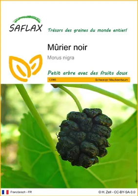 Image de SAFLAX  - Mûrier noir - 200 graines - Morus