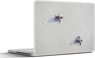 Produktbild von MuchoWow® Laptop Aufkleber Sticker Cover Zwei kleine Schildkröten 25x18 cm - Laptop-Deko