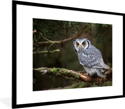Produktbild von MuchoWow® Gerahmtes Poster Eule - Vogel - Äste - Natur 80x60 cm - Poster mit Schwarzem Bilderrahmen Wandposter Rahmen Foto Bilder - Schlafzimmer-Dekorationen - Fotoposter