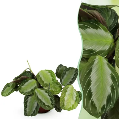 Image de Green boutiQ - Kamerplant - Maranta Fascinator Silverband - Gebedsplant - Huisdiervriendelijke Plant - Groen - 1 Plant - Pot 12cm - Hoogte 25cm