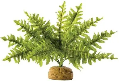 Obrázek produktu pro Hagen Exo Terra Boston Fern, S