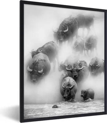 Produktbild von MuchoWow® MuchoWow® Gerahmtes Poster Büffel - Wasser - Horn 30x40 cm - Poster mit zchwarzem Bilderrahmen - Wanddeko - Kunstdrucke