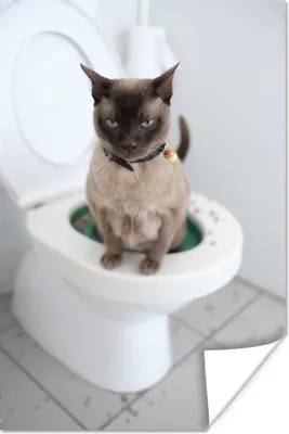 Produktbild von MuchoWow® Poster Eine birmanische Katze sitzt auf der Toilette 20x30 cm - Papierdruck