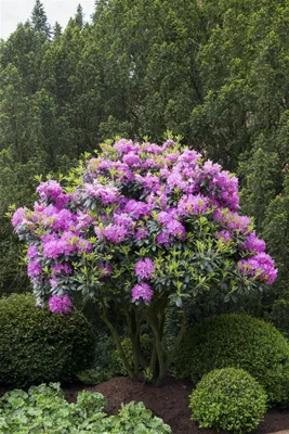 A blooming rhododendron plant in a garden setting, surrounded by other greenery.