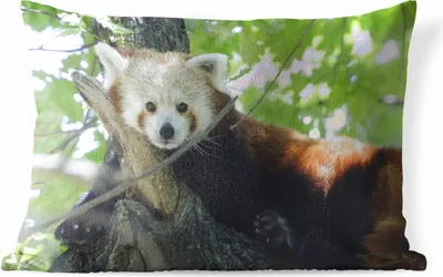 Produktbild von MuchoWow® Outdoor Kissen - Roter Panda - Baum - Grün - 60x40 cm - Wetterfest - Lounge Kissen - Zierkissen - Kissen für Innenräume