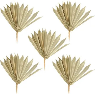 Produktbild von Palmsonnen Deko Naturdeko Bastelmaterial Gestecke natur 5er Set 11-22 cm