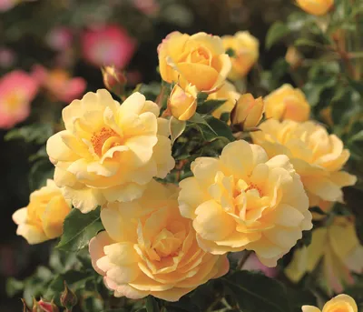 Produktbild von Dehner Rose Bodendeckerrose Candela®, Züchter Tantau, gelbe gefüllte Blüten, duftend, 15-30 cm, Topfware