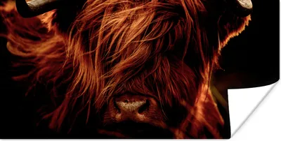 Produktbild von MuchoWow® Poster Schottischer Highlander - Kuh - Hörner - Porträt - Tiere 40x20 cm - Poster für die Wand - Poster Schlafzimmer