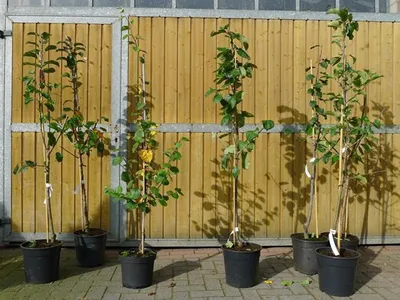 Produktbild von Hauszwetsche Pflaume Pflaumen Pflaumenbaum kleinbleibend Bauernpflaume
