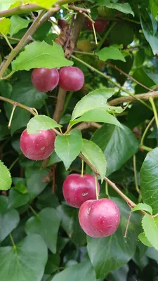 Image de Prunus domestica (De semis) / Prunier commun