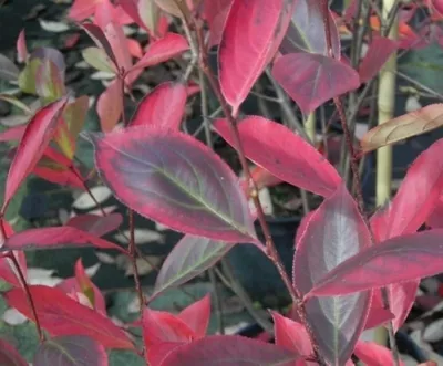 Produktbild von Aronia melanocarpa Hugin - Schwarze Apfelbeere Hugin