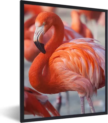 Produktbild von MuchoWow® Gerahmtes Poster Flamingo - Vogel - Tiere - Rosa 60x80 cm - Poster mit Schwarzem Bilderrahmen Wandposter Rahmen Foto Bilder - Premium - Wanddeko Wohnzimmer