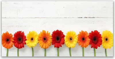 Produktbild von Tulup Leinwand-Bilder 140x70 Wandbild Canvas Kunstdruck Blumen Pflanzen