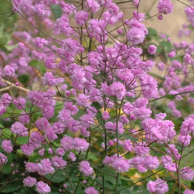 Produktbild von 6 x Wiesenraute  - Thalictrum delavayi 'Hewitt's Double'  | Topf 9cm x 9cm
