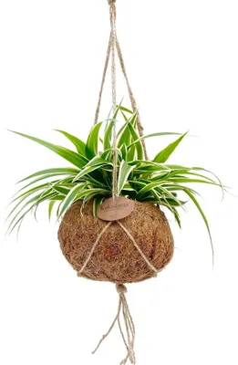 Image de Kokodama - Chlorophytum en pot Kokodama à suspendre - Lis vert - ca. 15cm