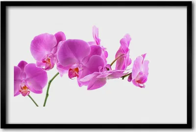 Produktbild von Bild 60x40 MDF-Rahmen Wandkunst Blumen Pflanzen Natur